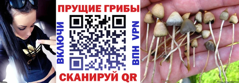 Псилоцибиновые грибы Magic Shrooms  Купить  Малаховка 
